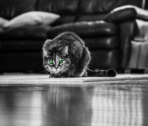 Preview wallpaper cat, green-eyed, bw