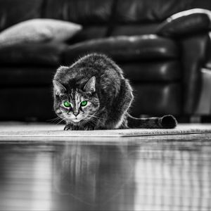 Preview wallpaper cat, green-eyed, bw