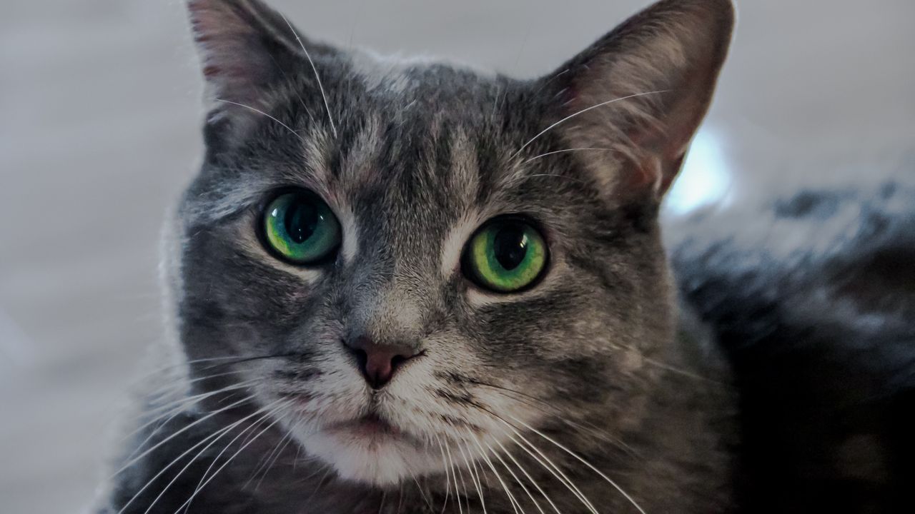 Wallpaper cat, green-eyed, muzzle