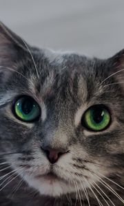 Preview wallpaper cat, green-eyed, muzzle