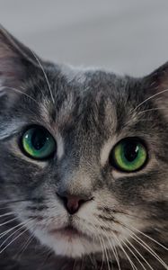 Preview wallpaper cat, green-eyed, muzzle