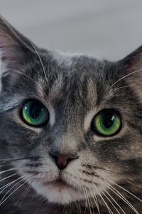 Preview wallpaper cat, green-eyed, muzzle