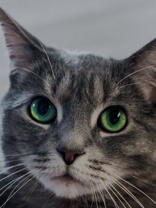 Preview wallpaper cat, green-eyed, muzzle