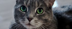 Preview wallpaper cat, green-eyed, muzzle