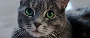 Preview wallpaper cat, green-eyed, muzzle