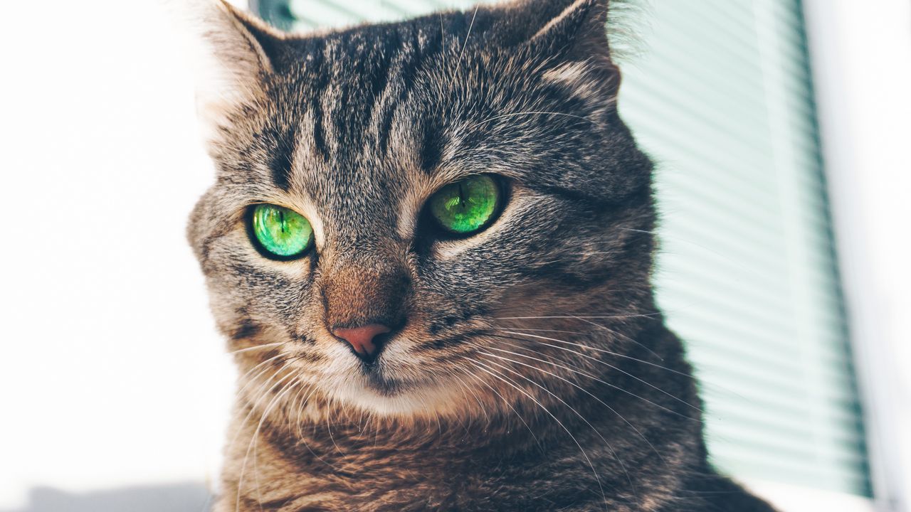 Wallpaper cat, green-eyed, muzzle, look
