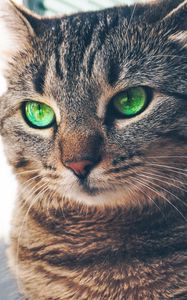 Preview wallpaper cat, green-eyed, muzzle, look