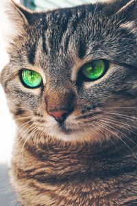 Preview wallpaper cat, green-eyed, muzzle, look