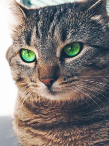 Preview wallpaper cat, green-eyed, muzzle, look