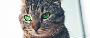 Preview wallpaper cat, green-eyed, muzzle, look