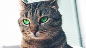 Preview wallpaper cat, green-eyed, muzzle, look