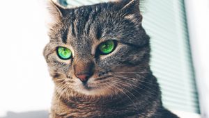 Preview wallpaper cat, green-eyed, muzzle, look