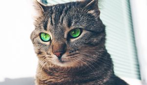 Preview wallpaper cat, green-eyed, muzzle, look