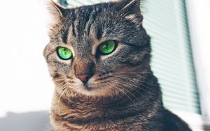 Preview wallpaper cat, green-eyed, muzzle, look