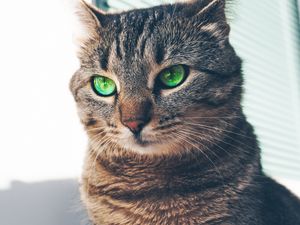 Preview wallpaper cat, green-eyed, muzzle, look