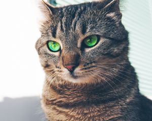 Preview wallpaper cat, green-eyed, muzzle, look