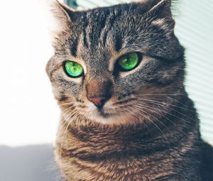 Preview wallpaper cat, green-eyed, muzzle, look