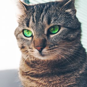 Preview wallpaper cat, green-eyed, muzzle, look