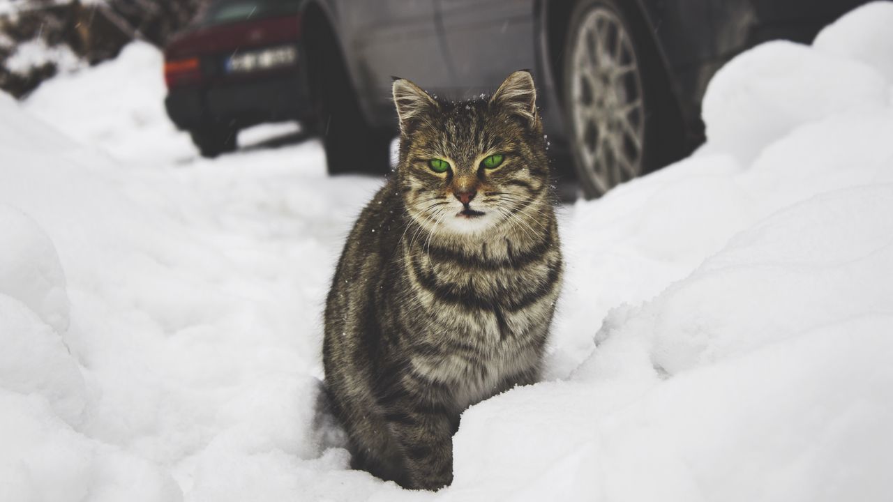 Wallpaper cat, green-eyed, snow