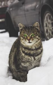 Preview wallpaper cat, green-eyed, snow