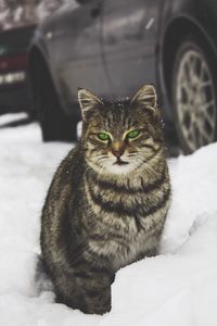 Preview wallpaper cat, green-eyed, snow