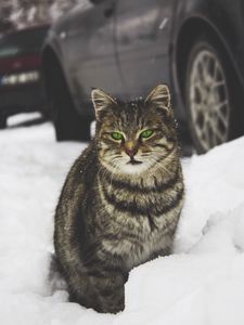 Preview wallpaper cat, green-eyed, snow