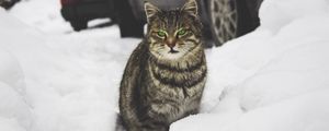 Preview wallpaper cat, green-eyed, snow