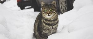 Preview wallpaper cat, green-eyed, snow