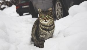 Preview wallpaper cat, green-eyed, snow