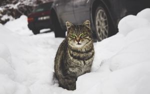 Preview wallpaper cat, green-eyed, snow