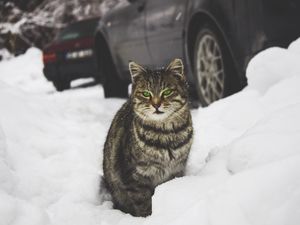 Preview wallpaper cat, green-eyed, snow