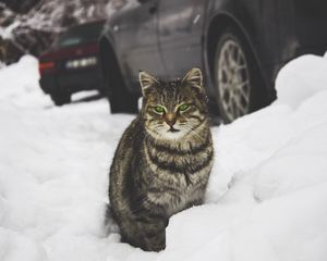 Preview wallpaper cat, green-eyed, snow