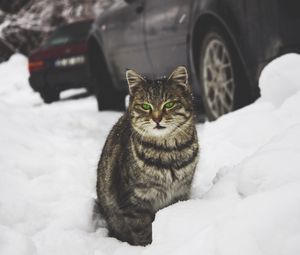 Preview wallpaper cat, green-eyed, snow