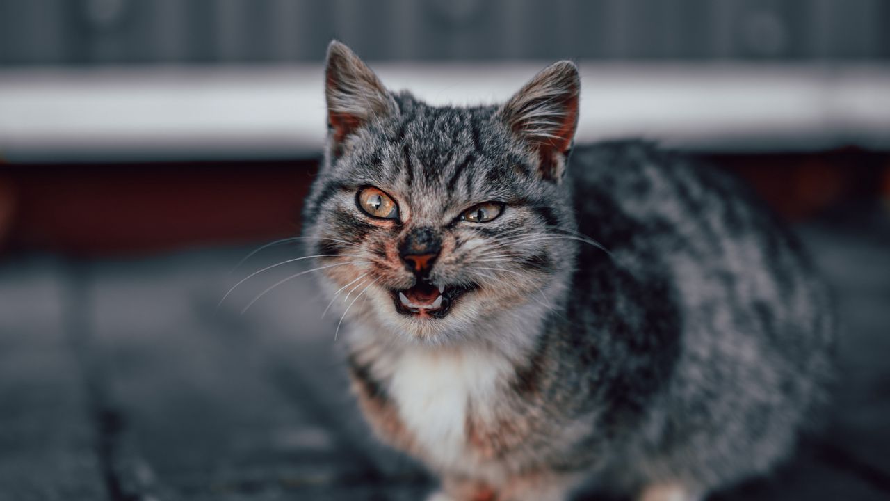 Wallpaper cat, grin, gray, cute, pet