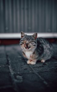 Preview wallpaper cat, grin, gray, cute, pet
