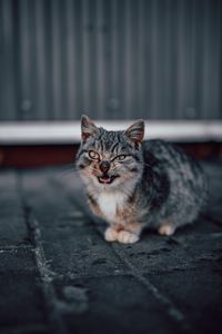 Preview wallpaper cat, grin, gray, cute, pet