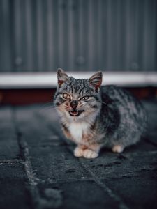 Preview wallpaper cat, grin, gray, cute, pet