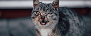 Preview wallpaper cat, grin, gray, cute, pet