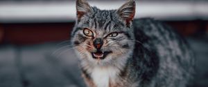 Preview wallpaper cat, grin, gray, cute, pet