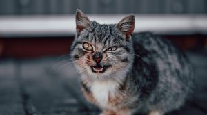 Preview wallpaper cat, grin, gray, cute, pet