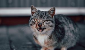 Preview wallpaper cat, grin, gray, cute, pet