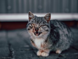 Preview wallpaper cat, grin, gray, cute, pet