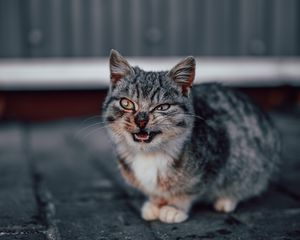 Preview wallpaper cat, grin, gray, cute, pet