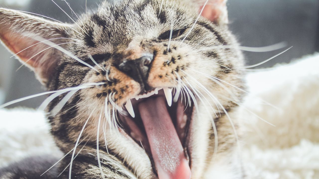 Wallpaper cat, grin, muzzle, aggression