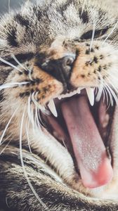 Preview wallpaper cat, grin, muzzle, aggression