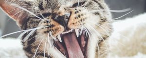 Preview wallpaper cat, grin, muzzle, aggression