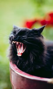 Preview wallpaper cat, grin, scream, black, furry