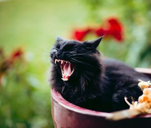 Preview wallpaper cat, grin, scream, black, furry