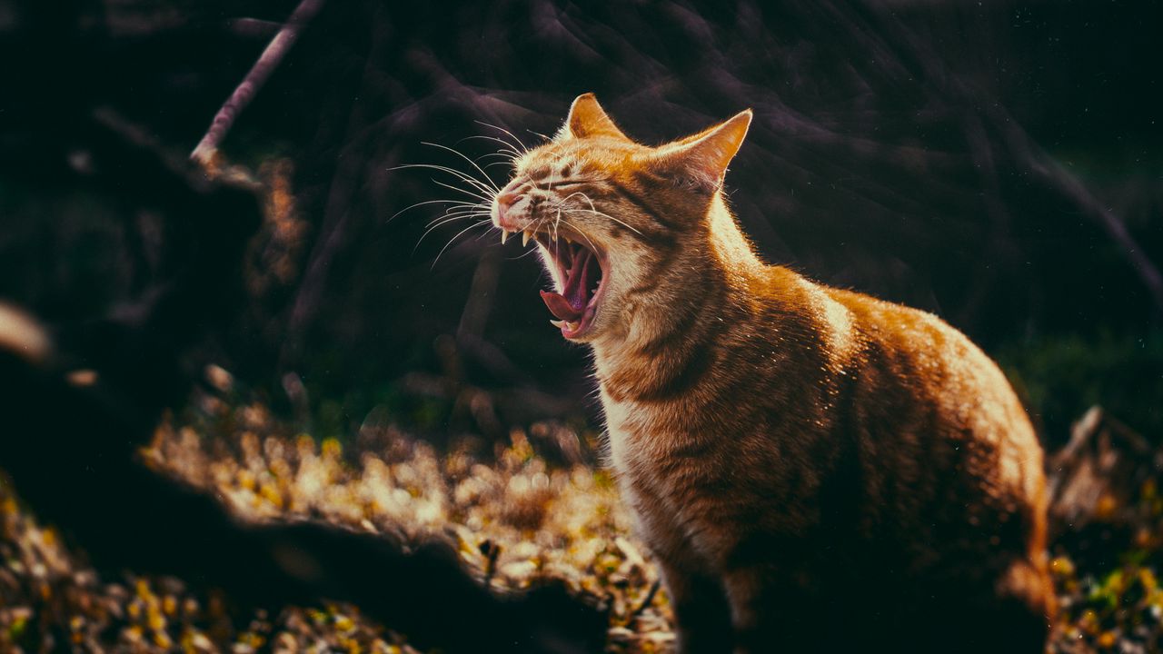 Wallpaper cat, grin, yawn, fangs