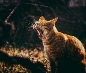 Preview wallpaper cat, grin, yawn, fangs